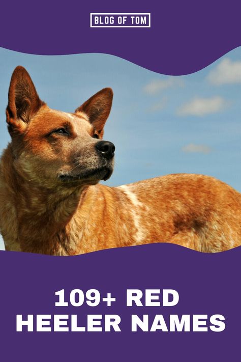 Finding the ideal moniker for your Red Heeler can be a thrilling yet daunting task. These smart, lively, and devoted canines are recognized by several titles like Australian Cattle Dog, Red Heeler, or Queensland Heeler. Unleash your creativity and select a name that perfectly suits their remarkable traits! Red Cattle Dog, Red Heeler Puppies, Red Heeler Dog, Queensland Heeler, Cattle Dog Puppy, Dog Names Unique, Red Heelers, Heeler Dogs, Blue Heeler Puppies