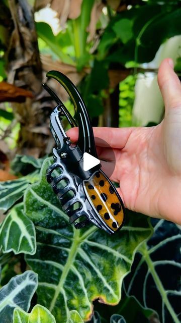 Crescent Creepers on Instagram: "Introducing our newest hair clip the “hercules beetle” 🌿  #hairclaw #herculesbeetle #hairaccessories" Bog Witch, Hercules Beetle, School Formal, Birthday Stuff, 2025 Fashion, Aesthetic Shoes, Fashion Images, Creepers, Hercules