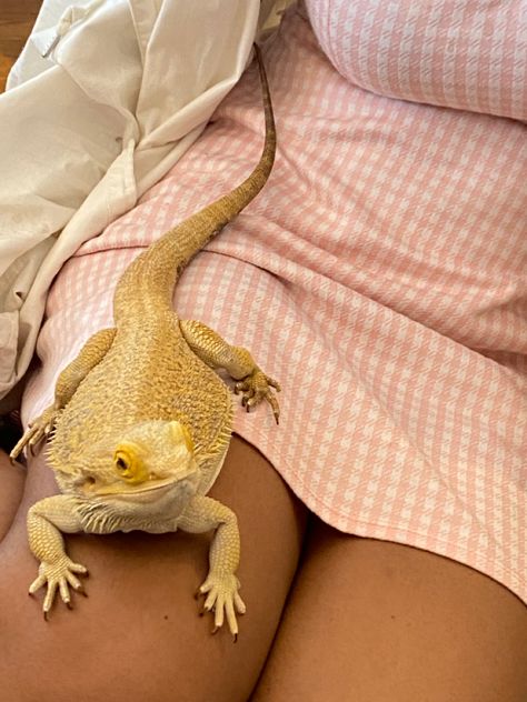 Reptiles Aesthetic, Cute Reptiles Aesthetic, Aesthetic Reptiles, Bearded Dragon Aesthetic, Summer Beard, Pet Reptiles Aesthetic, Productive Woman, Bearded Dragon Aesthetic Tank, House Of The Dragon Aesthetic