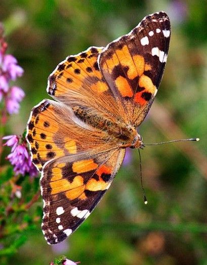 Garden Critters, Vanessa Cardui, Painted Lady Butterfly, Lady Butterfly, Butterfly Project, Insect Tattoo, Flying Flowers, Butterfly Photos, British Wildlife