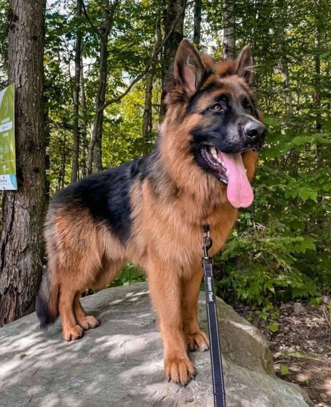 Gremen Sheperd, German Shepherd White, Blue German Shepherd, Long Haired German Shepherd, Sable German Shepherd, German Sheperd Dogs, German Shepherd Rescue, Cute German Shepherd Puppies, White German Shepherd