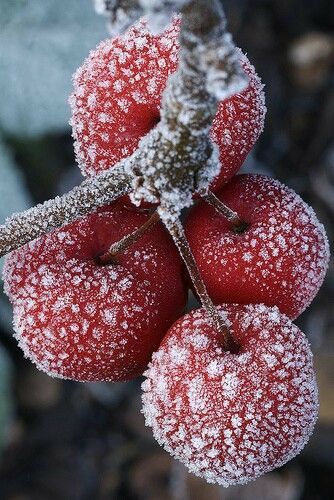 Frozen Grapes, Vertical Vegetable Garden, Growing Fruit, Crab Apple, Christmas Gifts For Boyfriend, Red Fruit, Winter Wonder, Frozen Treats, Winter Garden