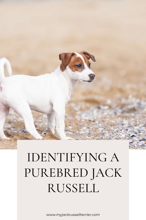 Recognize the traits that make your Jack Russell Terrier pure in heart and heritage. 🌟 Learn how to identify a purebred terrier with our expert guide at myjackrussellterrier.com. #PurebredPets #PetLove #JackRussellJoy Rat Terrier Puppies, Jack Russell Terrier Mix, Jack Russell Puppies, Full Of Energy, Dog Ages, Terrier Breeds, Agility Training, Purebred Dogs, Rat Terriers