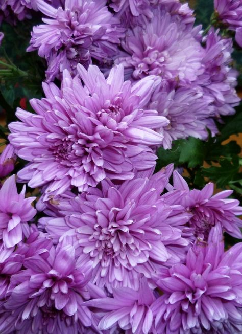 Purple carnations I Want Flowers, Purple Chrysanthemum, Purple Mums, Purple Carnations, Yellow Carnations, Carnation Flower, Chrysanthemum Flower, Italian Summer, Summer Flowers