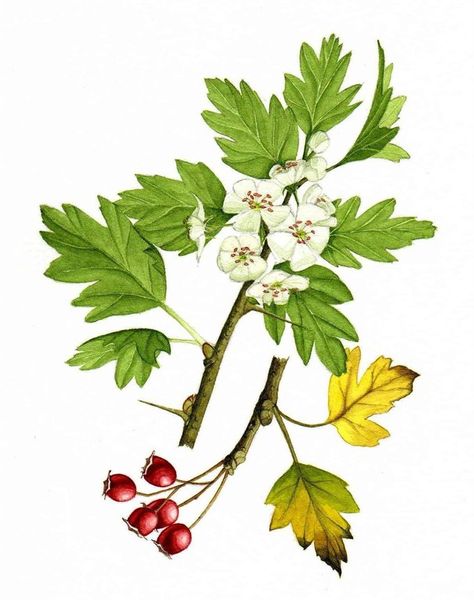 Hawthorn Drawing, Hawthorne Flower, Draw Tree, How Draw, Herbal Education, Hawthorn Tree, Fruits And Flowers, Fruits Photos, Johanna Basford Coloring Book