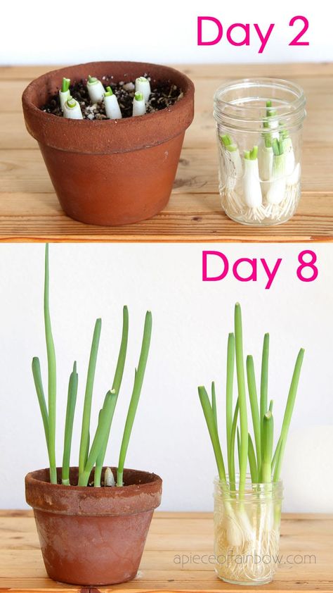 How to regrow green onions, scallions, spring onions from kitchen scraps infinitely! Two fast & easy ways to grow cuttings in water or soil indoors or outdoors for endless harvests! – A Piece of Rainbow #backyard #gardens #gardening #gardeningtips #homestead #homesteading #urbangardening #gardendesign #gardenideas #containergardening #diy #gardeningtips homestead, green living, gardening tips, sustainable ideas, kids science projects, homeschool activities Regrow Onions, Adobe Garden, Garden Beds Layout, Raised Garden Beds Layout, Regrow Green Onions, Beautiful Raised Garden Beds, Organic Liquid Fertilizer, Green Onions Growing, Plants Grown In Water