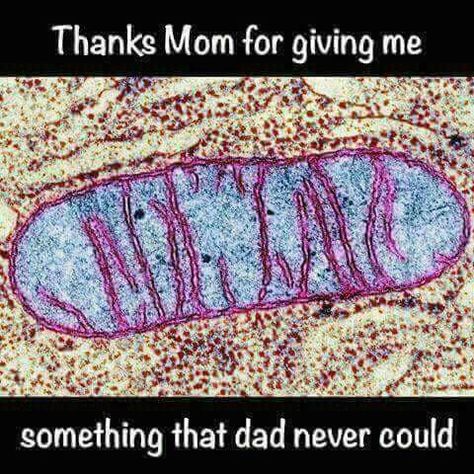 Mitochondria! -Learn biology Mitochondrial Dna, Eukaryotic Cell, Cellular Respiration, Disease Symptoms, Eft Tapping, Thanks Mom, Microscopes, Molecular Biology, Science Humor