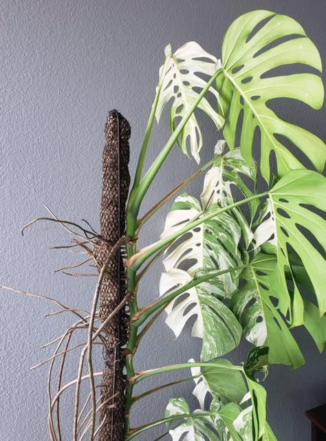 Monstera Aerial Roots, Monstera Plant Care, Vertical Garden Plants, Moss Pole, Variegated Monstera, Alocasia Plant, Office Plants, Monstera Plant, House Plants Decor