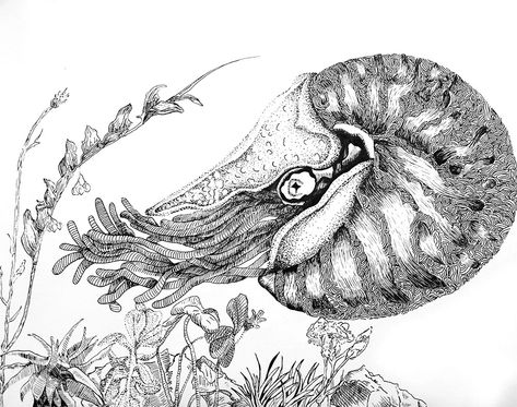 Nautilus Drawing, Biro Drawing, Lino Printing, Pen Drawings, Year 8, Drawing Pen, Plate Art, Drawing Projects, Sketch Inspiration