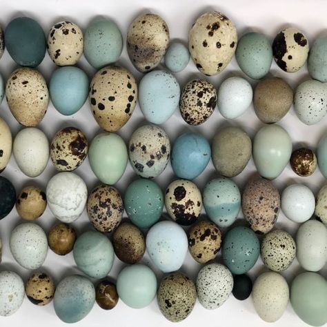 A Diary Of Color - Alchemist Farm Fancy Easter Eggs, Quails, Chickens And Egg Colors, Chickens Egg Color Chart, Quail Egg Colors, Farm Eggs Aesthetic, Chicken Breeds For Eggs, Fresh Farm Eggs, Raising Quail