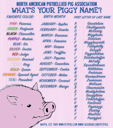 I'm princess snacks chubbypants.....best name ever Pig Names, Pet Pig Care, Princess Snacks, Pig Quotes, Mini Pig Pet, Pigs Quote, Cute Animal Names, Pig Showing, Pig Images