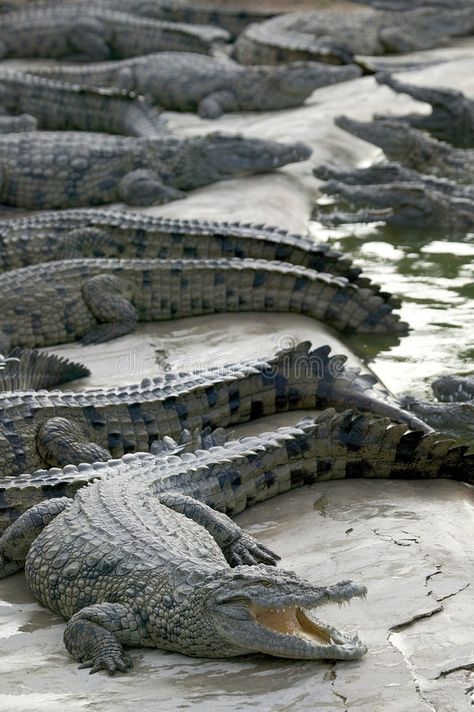 Crocodile Photo, Crocodile Photography, Crocodile Videos, Salt Water Crocodile, Crocodile Images, Crocodile Pictures, Alligator Jumping Out Of Water, Crocodile Animal, Saltwater Crocodile Photography