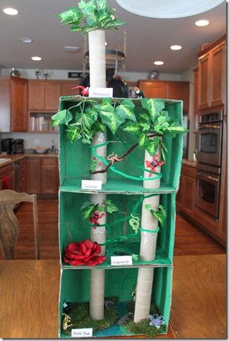 Cool Brazilian Rainforest diorama idea that will allow you to show the different levels from floor to canopy.... Rain Forest Diorama, Rainforest Layers, Rainforest Crafts, Rainforest Project, Rainforest Activities, Rainforest Theme, Rain Forest, Homeschool Science, Science Fair