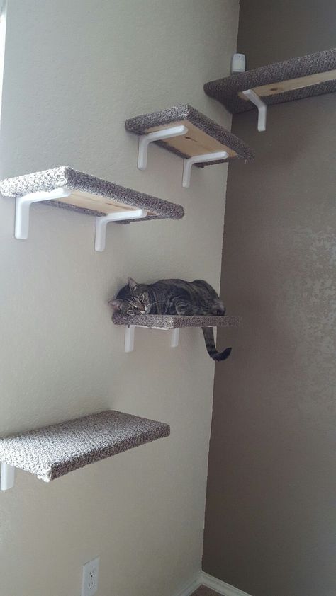 Cat Shelves Diy Climbing Wall Bedroom, Cat Super Highway Diy, Diy Cat Walks In House, Cat Ledges Indoor, Cat Tree On Wall, Diy Cat Wall Ideas Easy, Diy Cat Room Ideas, Cat Walks In House, Cat Shelf Diy