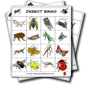 Bug Bingo Free Printable, Insect Bingo Free Printable, Preschool Experiences, Sequencing Activities Preschool, Insect Games, Preschool Insects, Preschool Pattern Activities, Insect Study, The Very Hungry Caterpillar Activities