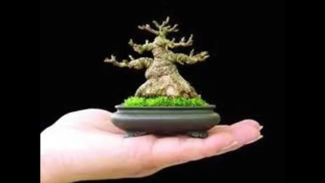 Amazing sumo Mame bonsai Bonsai Mame, Bonsai Mini, Country Garden Design, Bonsai Tree Types, Beautiful Bonsai, Bonsai Techniques, Bonsai Tree Care, Mame Bonsai, Indoor Bonsai Tree