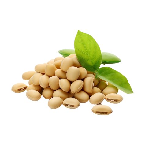 AI generated Soya beans isolated on transparent background Beauty Salon Posters, Instagram Dp, Soya Bean, Tree Saw, Wedding People, Cityscape Photos, Nature Backgrounds, Heart With Arrow, Background Banner