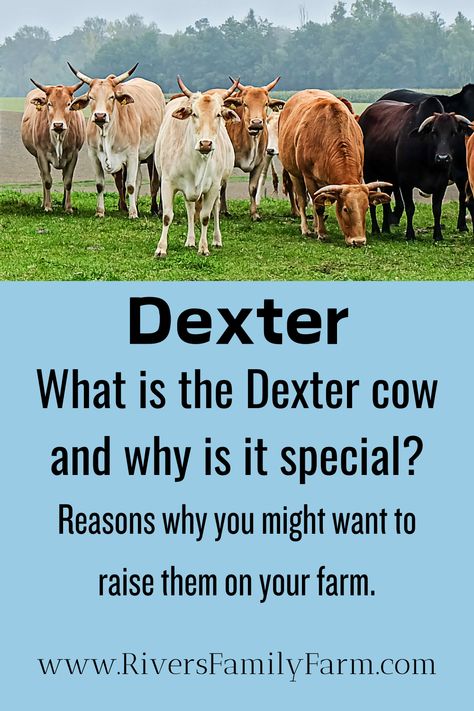 See what's so special about Dexter cows. You might want to include them on your dream farm! Create the farm life, country life, ranch life, and self sufficient life you crave. Dexter Cows, Cow Anatomy, Homesteading For Beginners, Cattle Feeder, Dexter Cattle, Female Cow, Sirloin Roast, Beef Cow, Tenderloin Roast