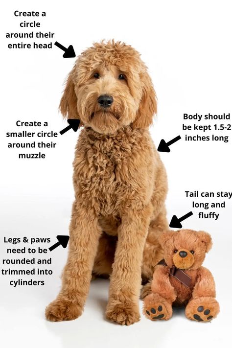 Teddy Bear Haircut Labradoodle, Male Goldendoodle Haircut, Goldendoodle Grooming Styles Teddy Bears, Teddy Bear Face Dog Grooming, Doodle Puppy Haircut, Goldendoodle Haircuts Teddy Bears, Bernedoodle Teddy Bear Haircut, Double Doodle Haircuts, Dog Teddy Bear Haircut