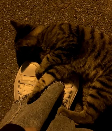 Stray Cat Aesthetic Night, Alley Cat Aesthetic, Walk Night Aesthetic, Cat Night Aesthetic, Stray Cat Aesthetic, Walking At Night Aesthetic, Night Walk Aesthetic, Whomp Whomp, Cat At Night