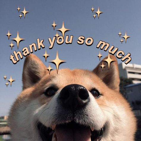 #meme #wholesome #wholesomememes #shibainu Thank You Memes, Malamute Puppies, Response Memes, Husky Puppies, Cute Love Memes, Snapchat Funny, You Meme, Cute Messages, Alaskan Malamute