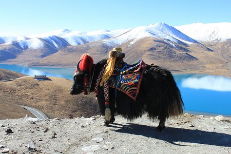 yak Yak Pictures, Yak Animal, Yak 141, White Yak Tibet, Beast Of Burden, Snow Lion Tibet, Work With Animals, Blankets For Sale, Tibet