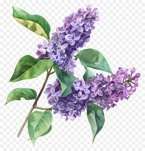 Lilac Blossom, Purple Lilac, Purple Flowers, Png Images, Tattoo Ideas, Lilac, Abc, Blossom, Collage