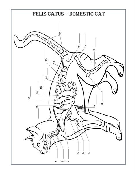 Animal Anatomy And Physiology, Veterinary Terminology, Vet Anatomy, Animal Anatomy Study, Animal Physiology, Anatomy Animals Study, Veterinary Anatomy, Anatomy Book, Veterinary Studies