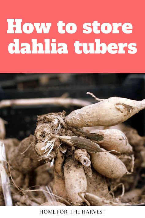 How to store dahlia tubers How To Divide Dahlia Tubers, When To Dig Up Dahlia Bulbs, Dahlia Winter Storage, Saving Dahlia Tubers, How To Store Dahlias For Winter, Storing Dahlia Tubers, Storing Dahlias For Winter, Dahlia Tuber Storage, When To Plant Dahlia Bulbs