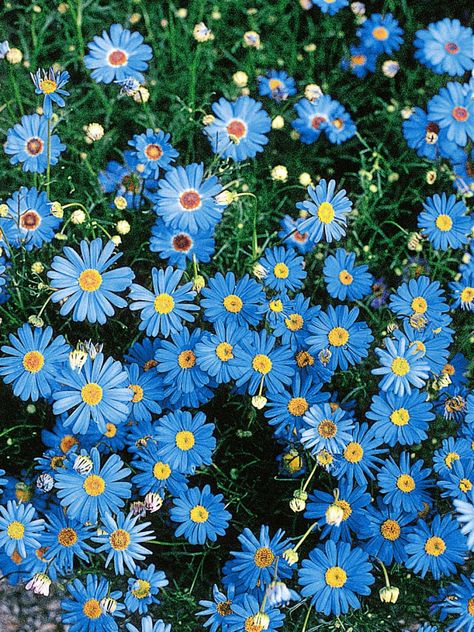 Blue Flowers Garden, Flower Garden Plans, Blue Plants, Nothing But Flowers, Wallpaper Nature Flowers, Blue Garden, Annual Flowers, Japanese Flowers, Gardening Supplies