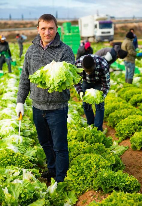 Farmer showing harvest of green lettuce stock photography Lettuce Photography, Lettuce Growing, Delta Dawn, Harvest Farm, Green Lettuce, Farm Field, Lettuce, Agriculture, Farmer