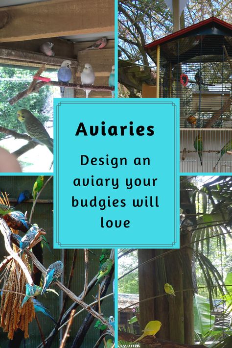 Go to budgie aviaries - your budgie will love one. Budgie Care, Budgie Cage, Diy Bird Cage, Parakeet Cage, Budgie Parakeet, Bird House Kits, Bird Aviary, Diy Birds, Kinds Of Birds