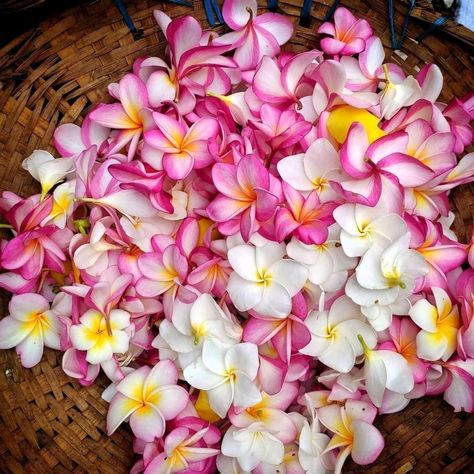 Plumeria Flowers Bouquets, Travel Noire, Plumeria Flowers, Flower Therapy, Most Beautiful Flowers, Favorite Flowers, Island Girl, Beautiful Flower, Love Flowers