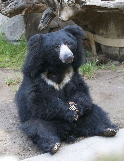 Sloth Bear (Melursus ursinus) native to the Indian Subcontinent Nature Reference, Animal Funnies, Moon Bear, Sloth Bear, 3 Bears, Bear Hugs, Foster Kittens, Unusual Animals, Favorite Animals