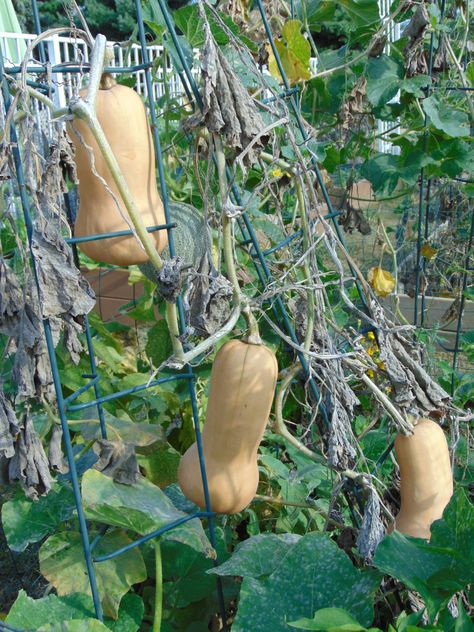 Squash And Pumpkin Garden, Butternut Planting, Climbing Squash Plants, Butternut Squash Trellis Ideas, Growing Butternut Squash Vertically, How To Grow Butternut Squash, Squash Trellis Diy, Diy Squash Trellis, Butternut Squash Trellis