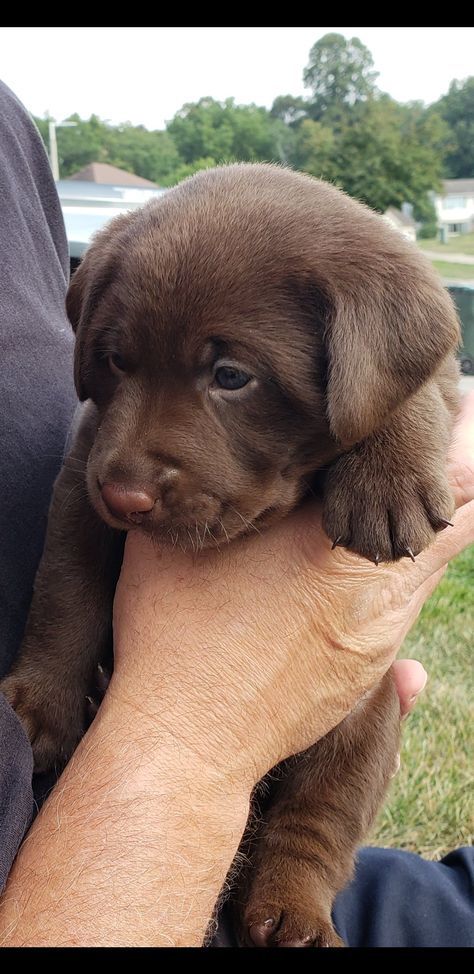 Chocolate Labrador Puppies, Chocolate Retriever, Cute Labrador, Brown Labrador Retriever, Chocolate Labrador Retriever Puppies, Chocolate Labrador Puppy, Chocolate Lab Puppy, Brown Lab, Puppy Chocolate Lab