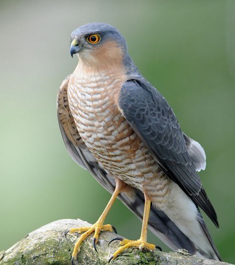 Sparrowhawk British Birds Of Prey, Types Of Eagles, Raptor Bird Of Prey, Hawk Eye, Raptors Bird, Sparrowhawk, Bird Sketch, British Birds, Bird Of Prey