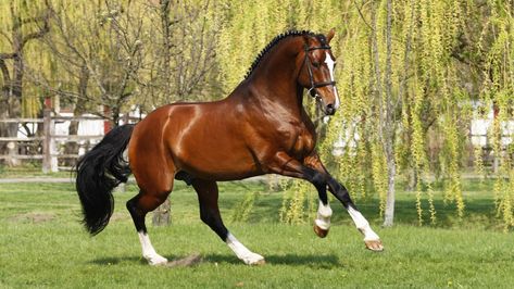 thoroughbred horse | What are thoroughbred horses? | Reference.com Black Thoroughbred, English Thoroughbred, Buying A Horse, Ahal Teke, American Saddlebred Horses, Buy A Horse, American Saddlebred, Bay Horse, Horse Gear