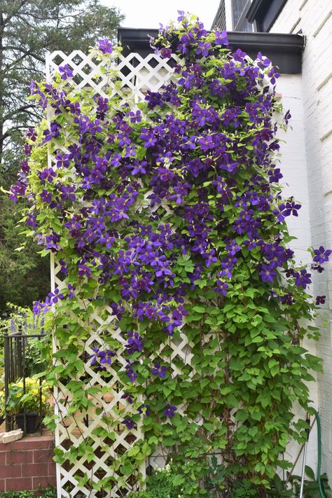 Clematis 'Jackmanii" Clematis Fence, Lavender Clematis, Best Smelling Flowers, Clematis Jackmanii, Clematis Trellis, Clematis Plants, Smelling Flowers, Gardens Ideas, Balcony Flowers