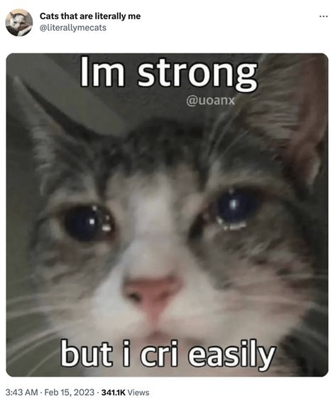 "Cats that are literally me:" Series Of Cat Tweets & Memes That Hit A Little Too Close To Home - I Can Has Cheezburger? I Miss My Boyfriend, Cute Cat Memes, Silly Cats Pictures, Funny Cat Memes, Cute Memes, Funny Cute Cats, Silly Cats, Literally Me, Animal Memes