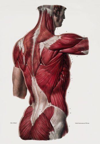 ML25 Vintage 1800's Medical Human Back Upper Body Muscles Anatomical Anatomy Poster Re-Print - A4 (297 x 210mm) 11.7" x 8.3": Amazon.co.uk: Kitchen & Home Body Muscle Anatomy, Anatomy Images, Human Body Anatomy, Human Anatomy Drawing, Human Figure Drawing, Human Anatomy Art, Anatomy Sketches, Anatomy For Artists, Body Anatomy