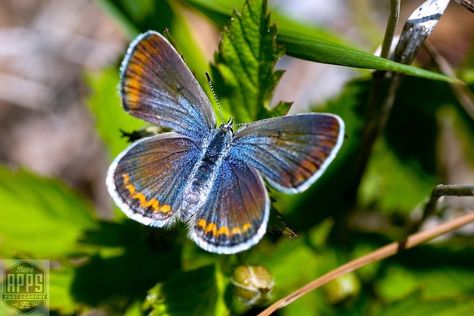 Karner Blue Butterfly, Wild Lupine, Ice Age Trail, Blue Butterfly Tattoo, Memorial Beads, Diy Butterfly, Butterfly Drawing, Blue Garden, Wildlife Sanctuary