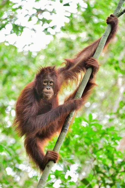 Central bornean orangutan (Pongo pygmaeus wurmbii) / Orang-outan de Bornéo Bornean Orangutan, Great Ape, Tropical Rainforest, Wild Nature, Primates, Animal Paintings, The Tree, Reptiles, Habitat