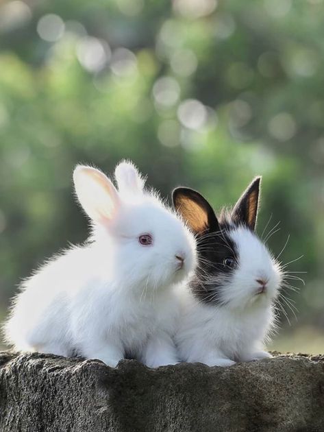 Rabbit Image, Pet Bunny Rabbits, Rabbit Pictures, Rabbit Photos, Beautiful Rabbit, Animal Rabbit, Baby Rabbit, S Love Images