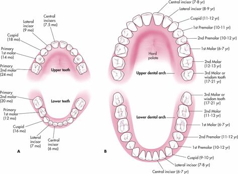 Parts Of A Tooth, Dermal Fillers Lips, Teeth Eruption, Platelet Rich Plasma Therapy, Teeth Anatomy, Dentist Art, Dental Posters, Tooth Chart, Dental Hygiene School