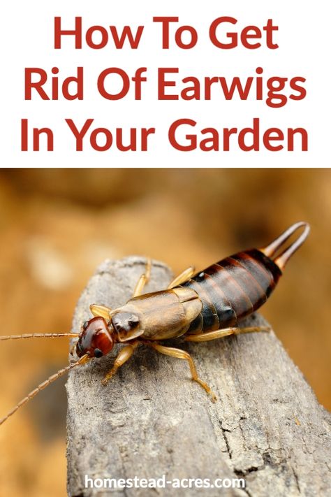 Earwig Killer, Getting Rid Of Earwigs, Gazing Balls, Rid Of Bed Bugs, Earwigs, Pollinator Plants, Garden Pest Control, Bug Repellent, Garden Help