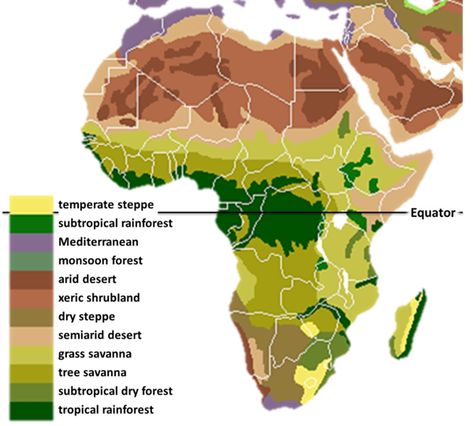 The African rainforest may not survive if we wipe out its chimpanzee population Chimpanzees play a crucial role in seed dispersal. #Sustainability #Africa #dogood #takeaction #dosomething #ecoconscious #collectiveaction #impact #thinkgreen #bethechange Rainforest Map, Savanna Tree, Mediterranean Forest, Rainforest Ecosystem, African Rainforest, Rainforest Biome, Desert Biome, Seed Dispersal, Map Worksheets