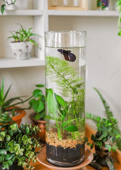 Garden Design Indoor, House Plants Aesthetic, Miniature Garden Ideas, Plant Bedroom Aesthetic, Styling Plants, Indoor Garden Design, Betta Fish Bowl, Vase Fish Tank, Fish Aquarium Decorations