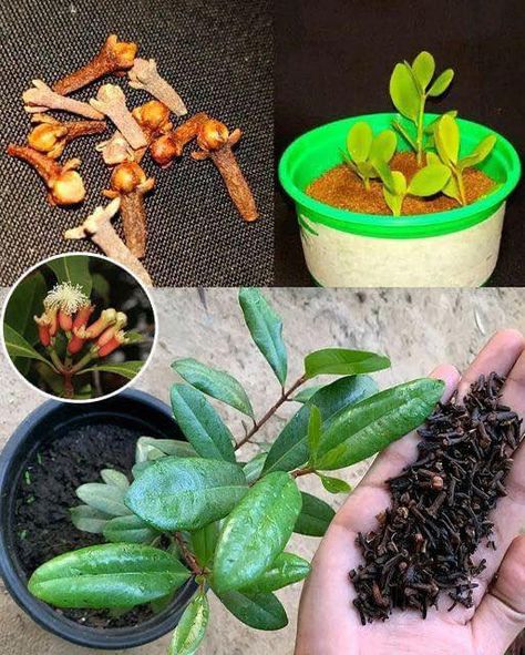 Clove Plant, How To Make Vinegar, Design Garden Ideas, Seeds Planting, Cloves Spice, Healthy Strawberry, Growing Potatoes, Seed Germination, Wedding Garden