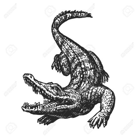 Open Mouth Sketch, Reptile Tattoo, Mouth Sketch, Giant Alligator, Alligator Tattoo, Crocodile Tattoo, Alligators Art, Airplane Tattoos, Tattoo Concepts